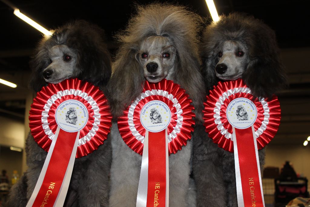 Du Domaine Fleuri De Valdemosa - CHAMPIONNAT DE FRANCE CANICHES : UN VOYAGE EN LORRAINE TOUT EN FAMILLE