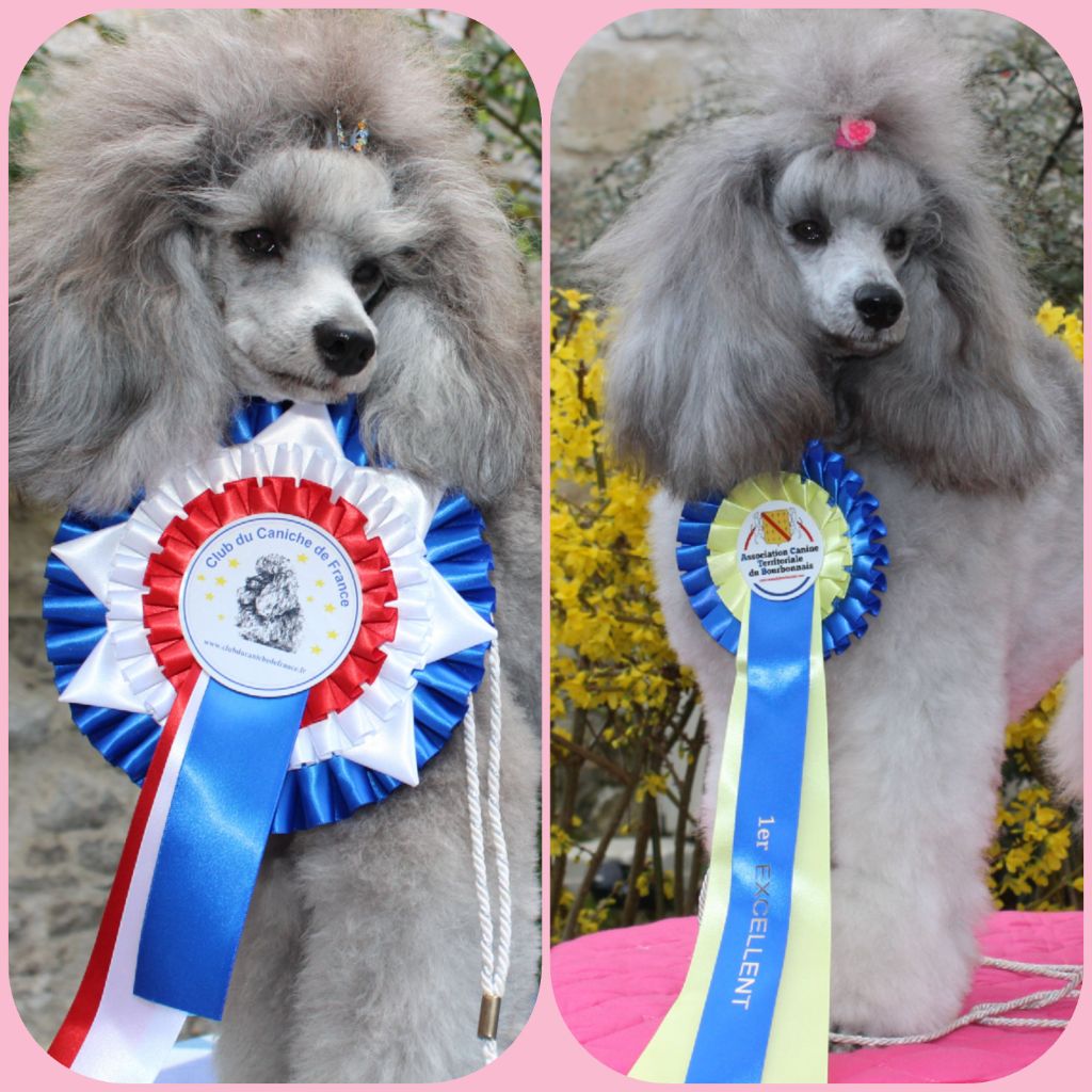 Du Domaine Fleuri De Valdemosa - DEUX FEMELLES CANICHES HONOREES DE LA COTATION CCF