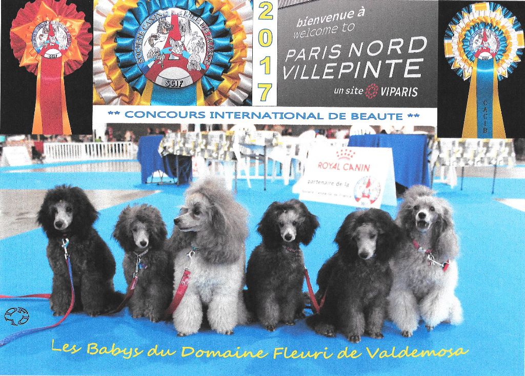 Du Domaine Fleuri De Valdemosa - CONCOURS PARIS VILLEPINTE2017: DE BELLES RECOMPENSES TRES PROMETTEUSES