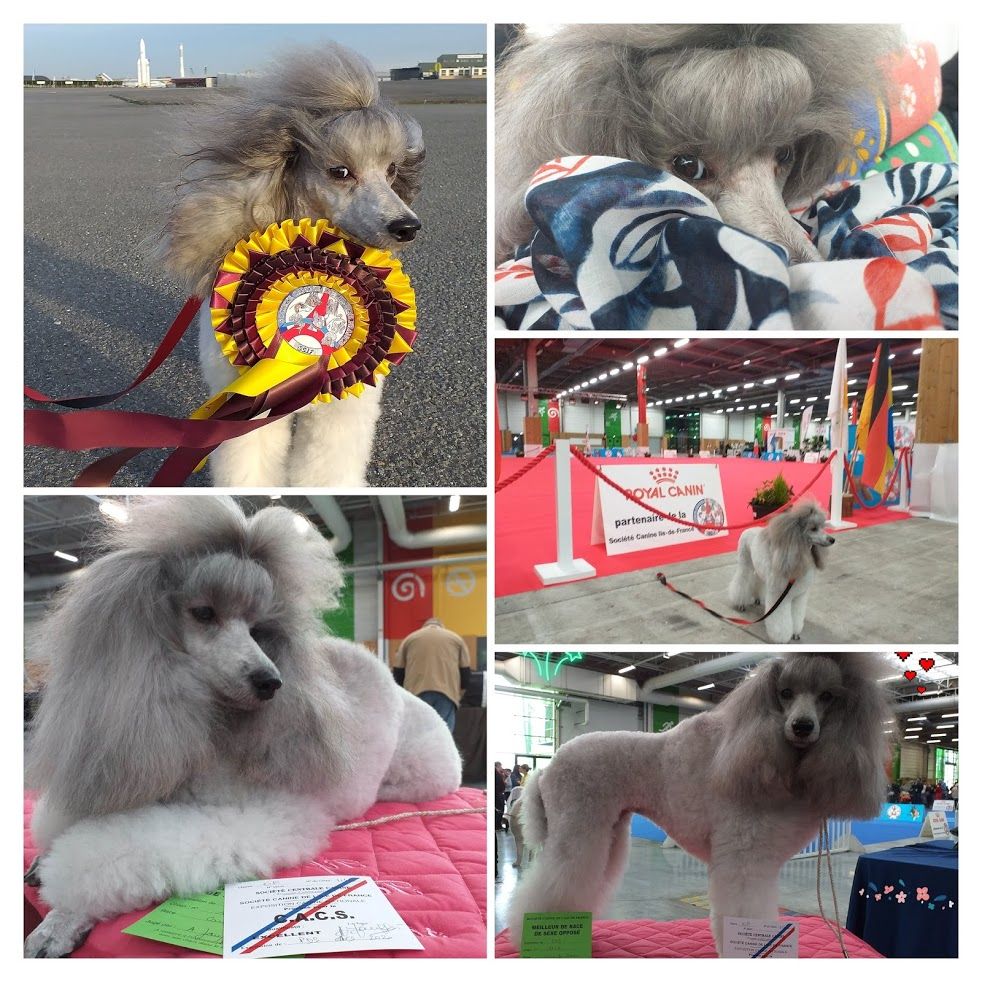 Du Domaine Fleuri De Valdemosa - PARIS DOG SHOW 2020