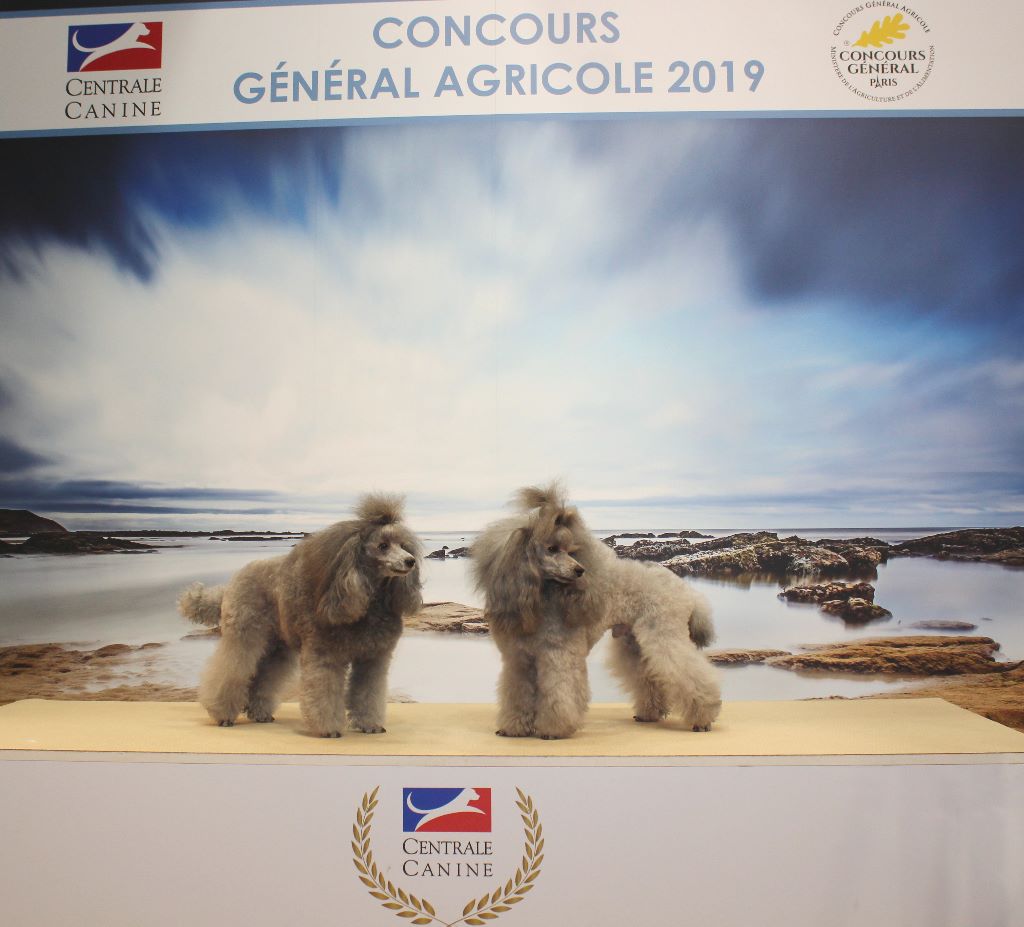 Du Domaine Fleuri De Valdemosa - CONCOURS GENERAL AGRICOLE CANIN PARIS 2019