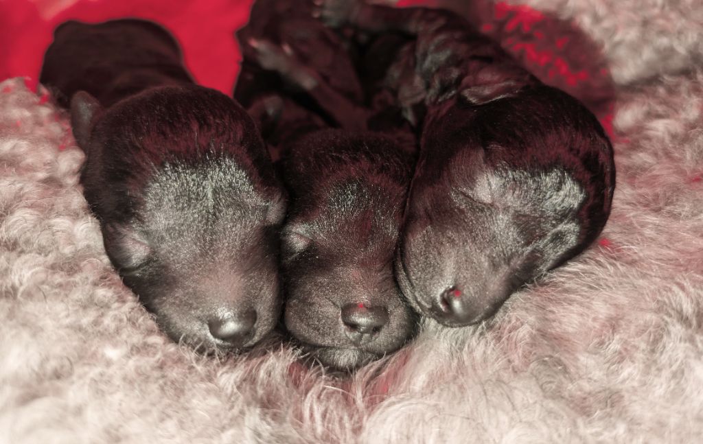 chiot Caniche Du Domaine Fleuri De Valdemosa