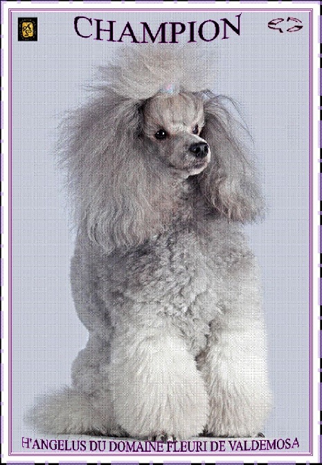 Du Domaine Fleuri De Valdemosa - CLASSEMENT TOP CHIENS 2015 & 2016 Vos Chiens Magazine