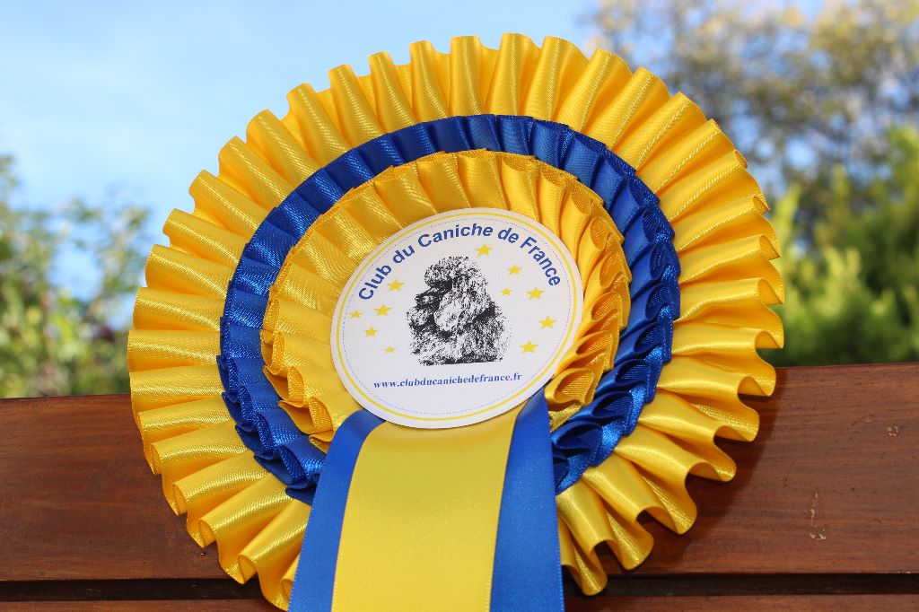 Championnat de France des Caniches 2018