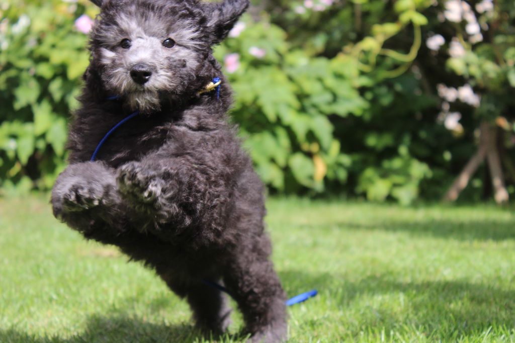Le bonheur des chiots caniches