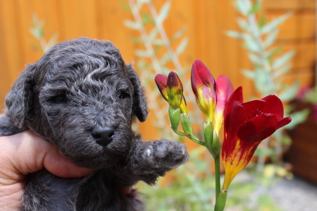 Portrait des bébés caniches nains gris