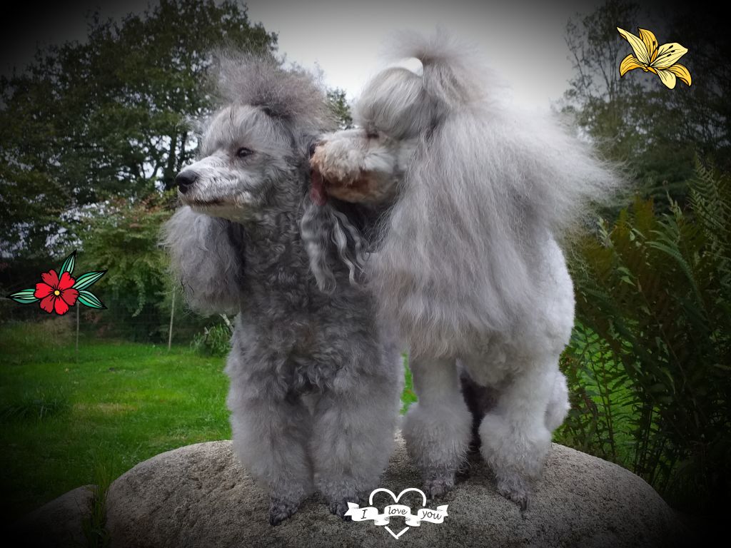 Edelweiss H'adagio avec leurs 2 bébés