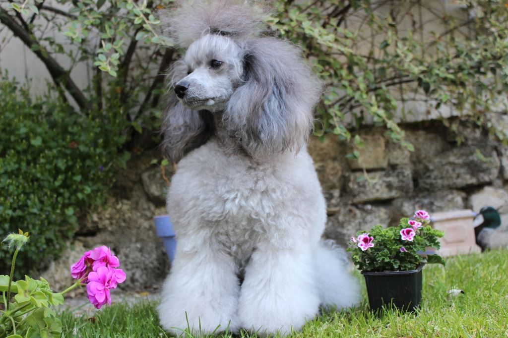 Chiots de maman Jolie Edelweiss