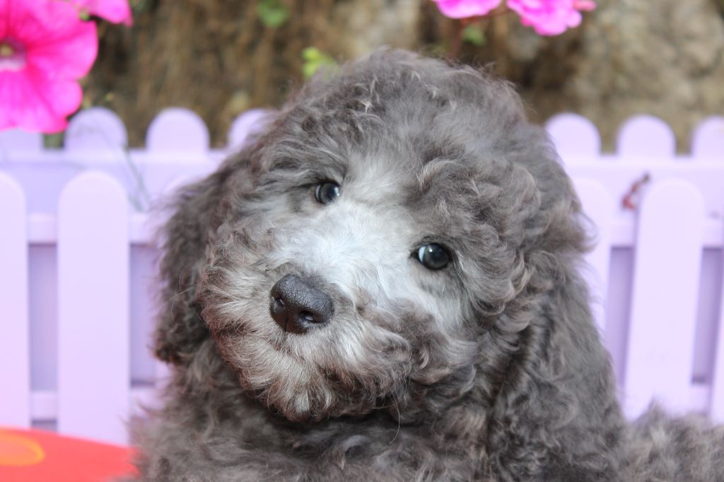 La petite vie d'un chiot et auprès de sa maman