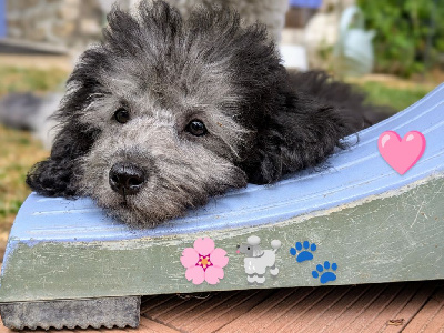 CHIOT 3