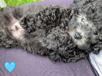 CHIOT 2